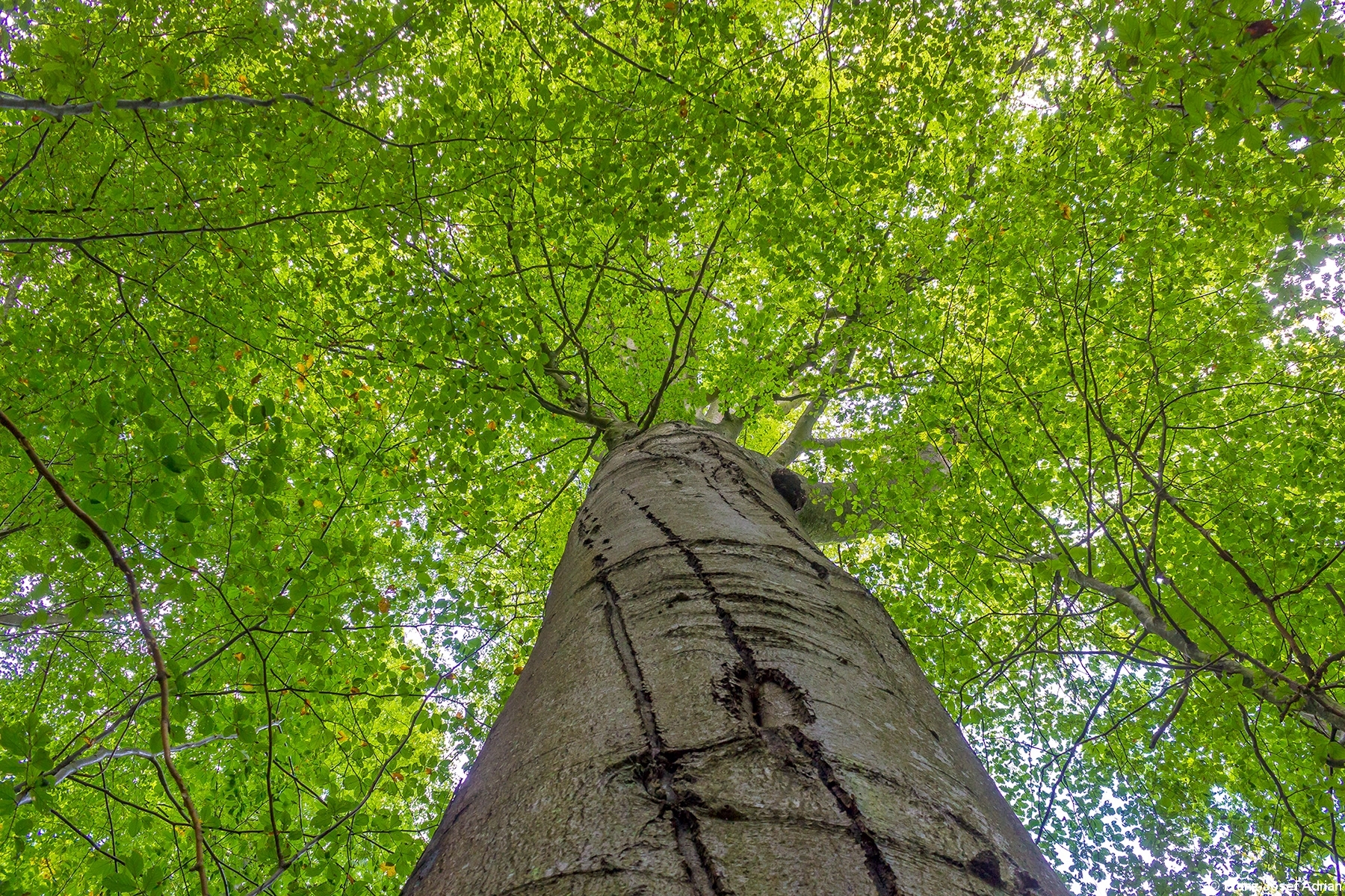 Dickste_Buche_Steigerwald_6