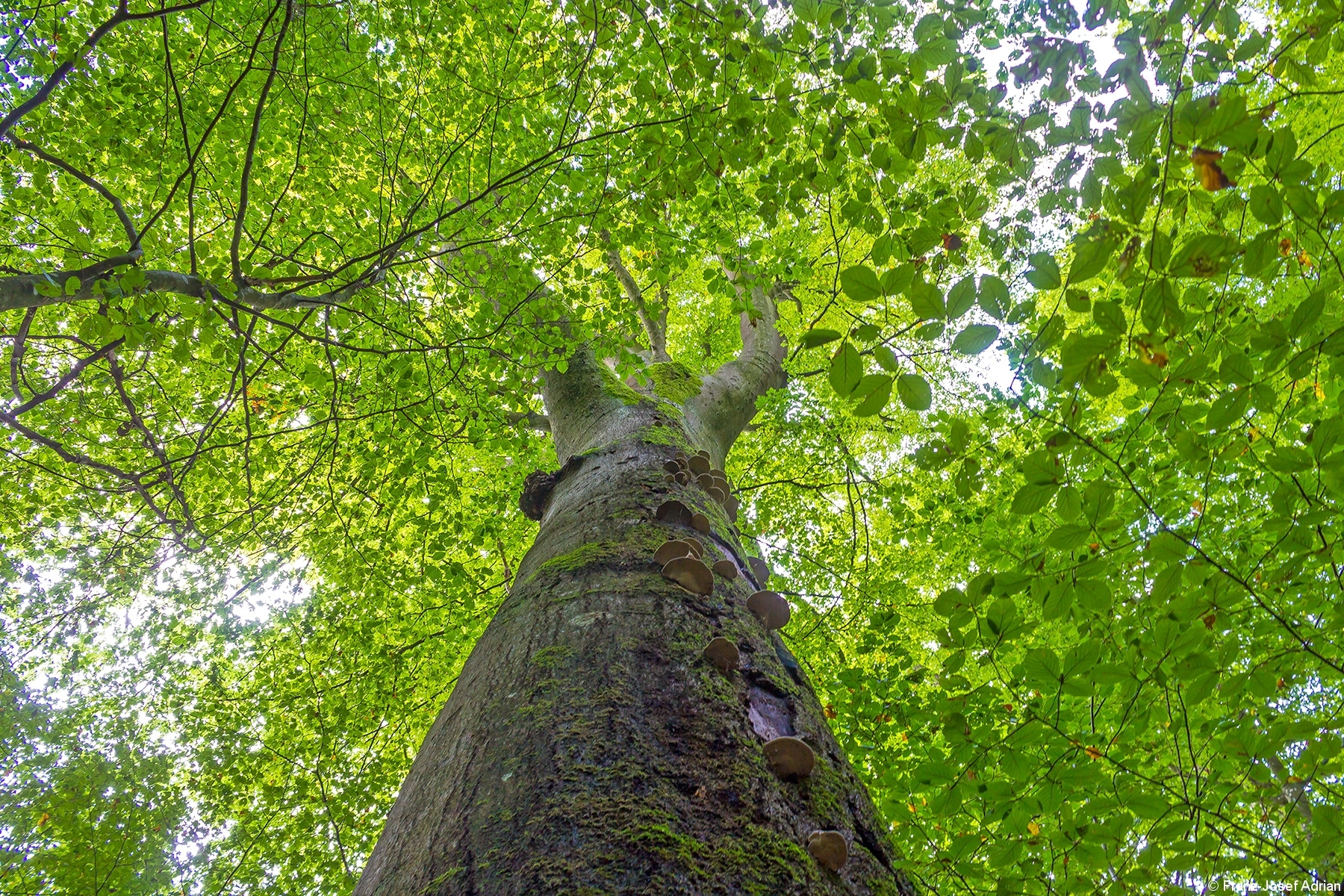 Dickste_Buche_Steigerwald_7