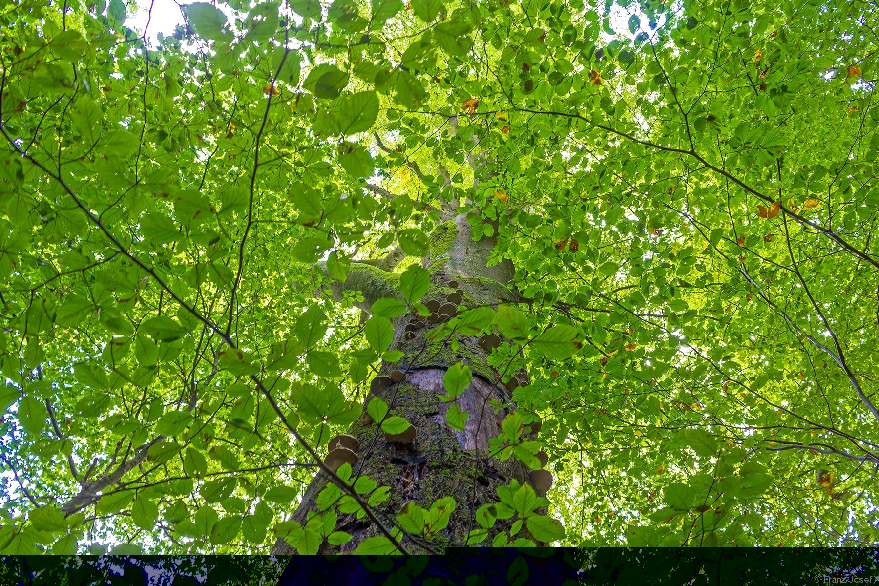 Dickste_Buche_Steigerwald_8