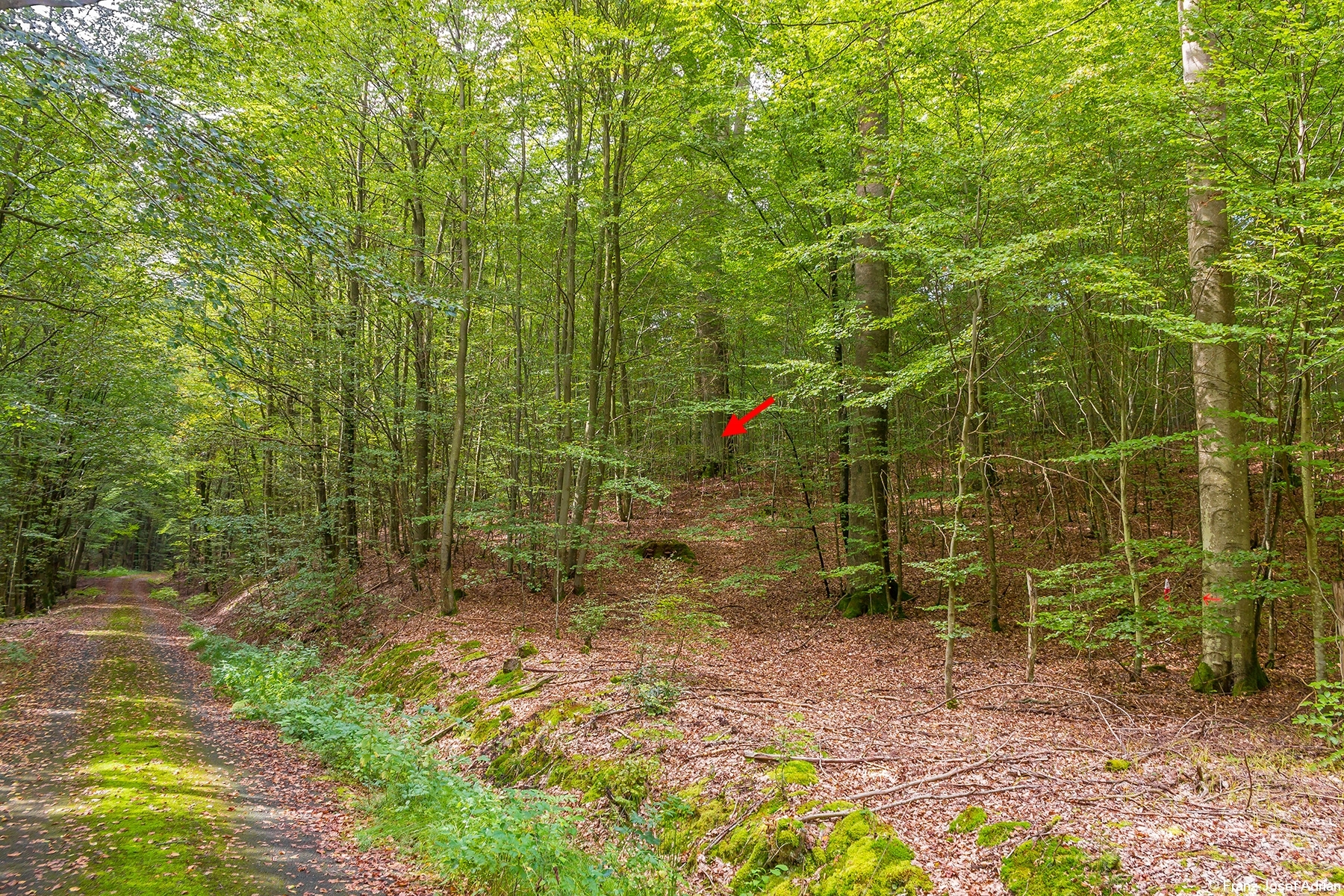Weg_Dickste_Buche_Pfeil