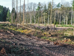 zerstörte Humusschicht und aufgerissener Mineralboden