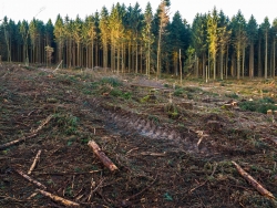 tiefe Fahrspuren des Harvesters