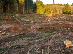 freigelegter Mineralboden ohne Humusschicht