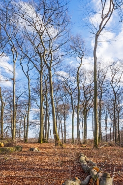 Lichtungshieb im Buchenwäldchen