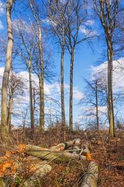 Holzfäller als Elefanten im Porzellanladen