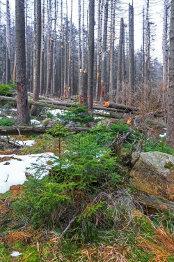 Jungfichten im zusammengebrochenen Fichtenwald