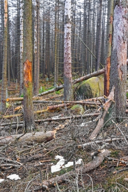 abgestorbener Fichtenwald im mittleren Abschnitt