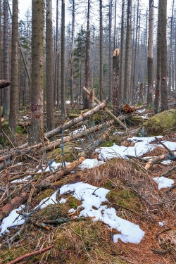 abgestorbener Fichtenwald im mittleren Abschnitt