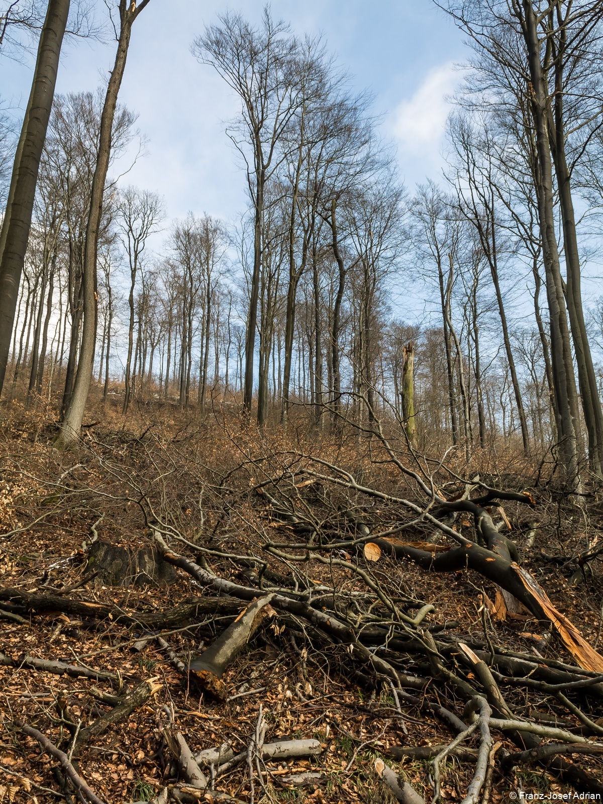Große Freifläche nach dem Fällen alter Buchen