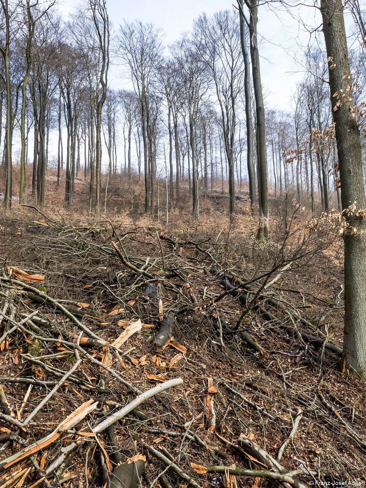 Große Lücken im einstmals geschlossenen Kronendach