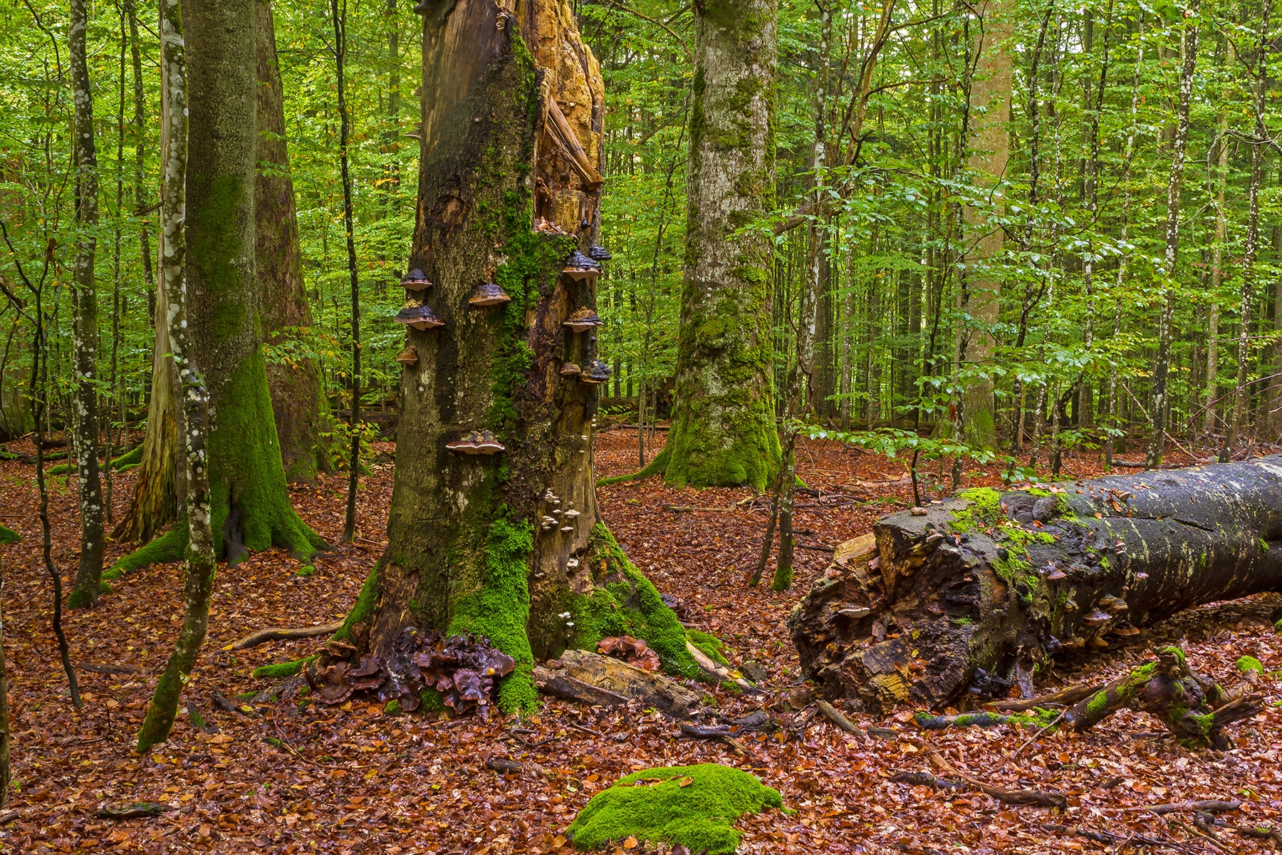 Urwaldrest Mittelsteighütte