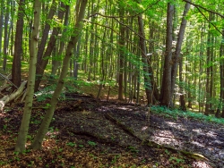Quellmoor mit stark verrottetem Totholz