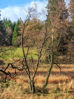 verloren in Röhrichtwiesen herumstehende alte Moorbirken