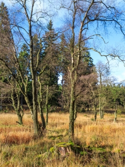 Gruppe von Moorbirken im ansonstem kahlgeschlagenen Bachtal