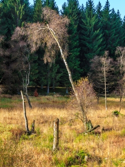 Moorbirke mit abgebrochener Krone und einer einzigen Jungbirke