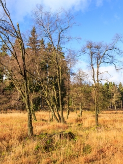 Moorbirken mit abgestorbenen und abgebrochenen Ästen hinter Fichtenstubben