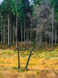bemitleidenswerte Moorbirken, im Hintergrund Buchenvoranbau unter Fichten