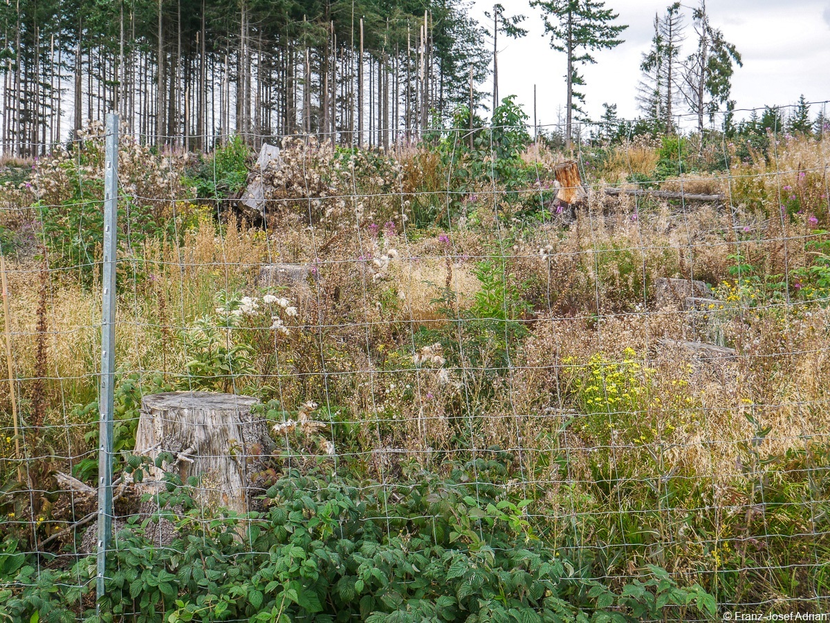 Moosklippe-Zaun-4