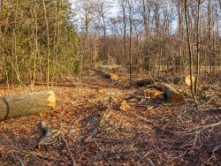 durch Fällung zerstörter Buchenjungwuchs