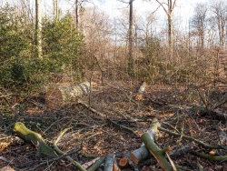 abgeknickter und unter Kronenabfall begrabener Buchenjungwuchs