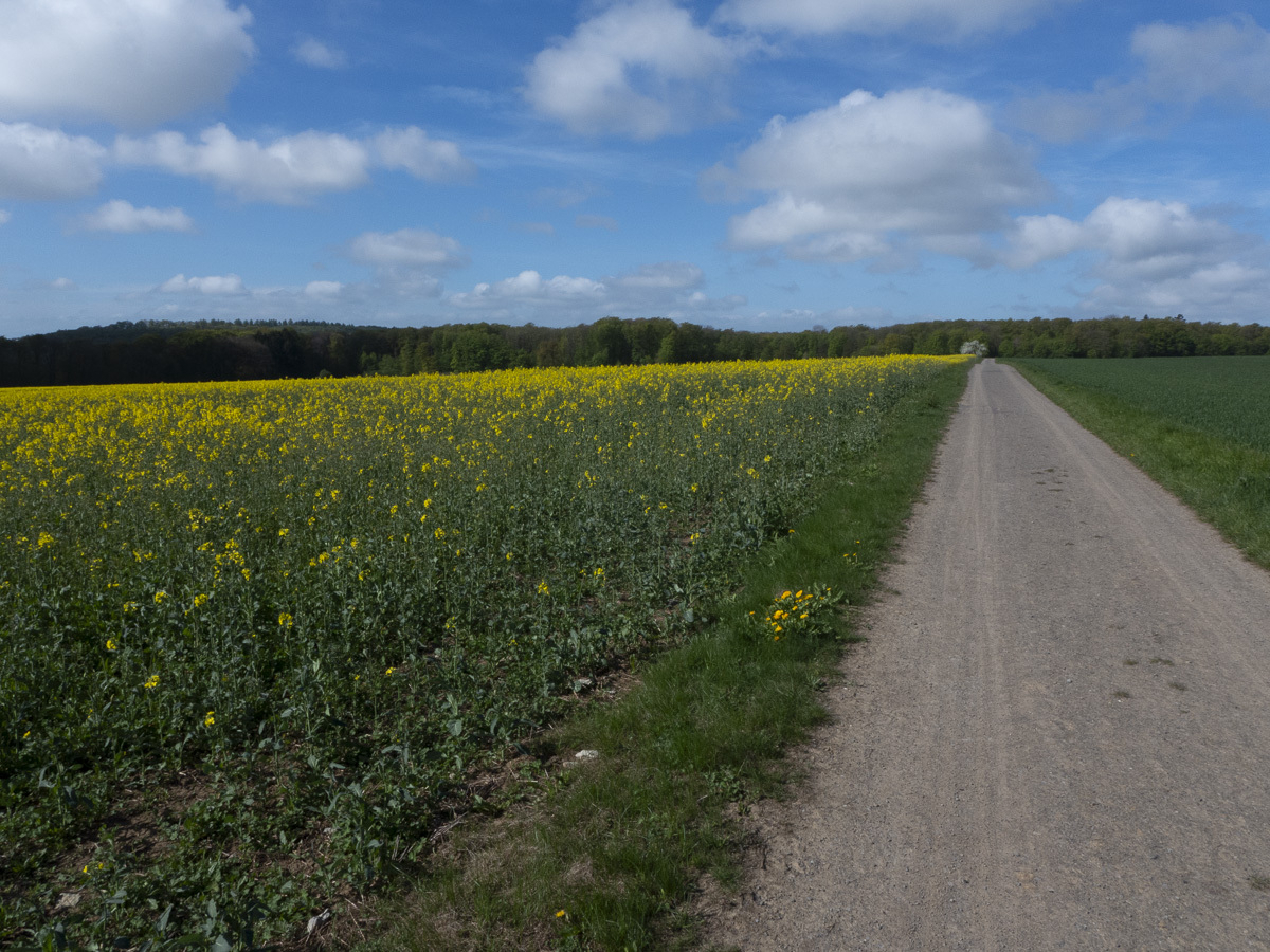 Feldweg_Langenfeld_1