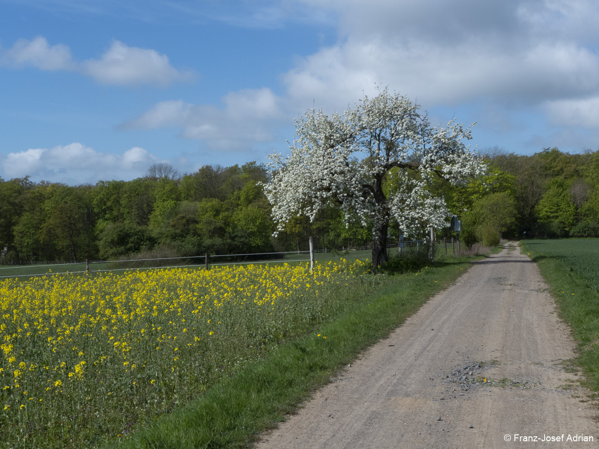 Feldweg_Langenfeld_2