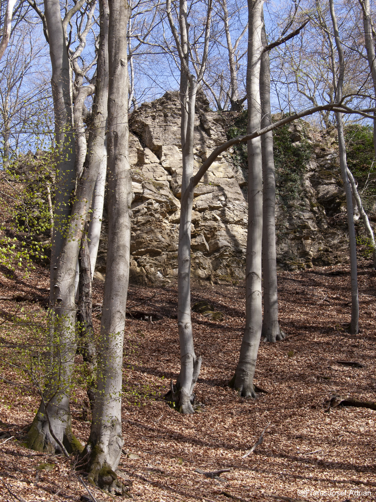 Naturwald-Hohenstein-1