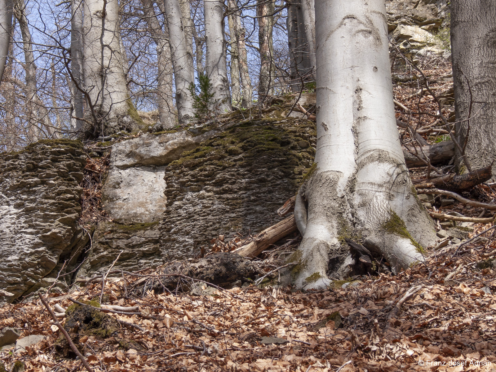 Naturwald-Hohenstein-10