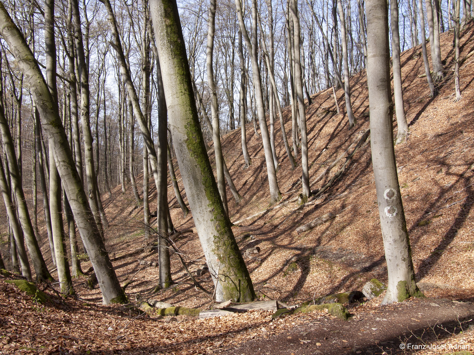 Naturwald-Hohenstein-2
