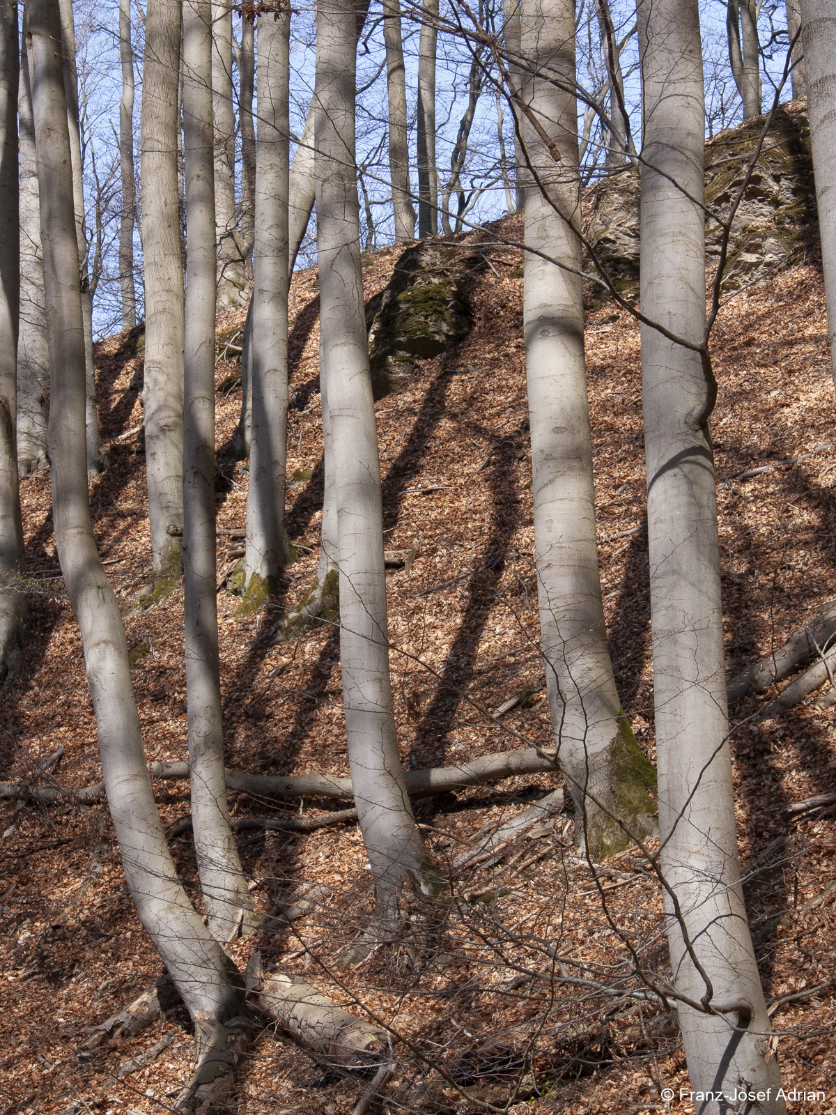 Naturwald-Hohenstein-3