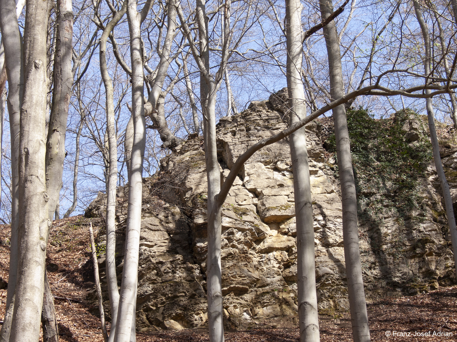 Naturwald-Hohenstein-4
