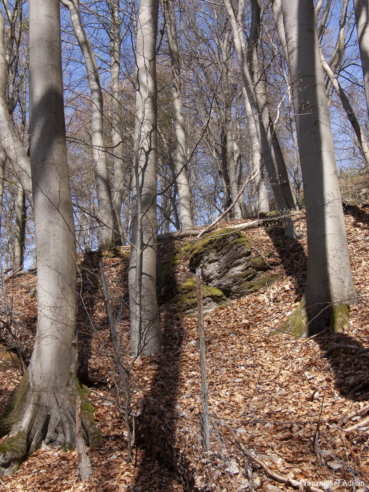 Naturwald-Hohenstein-5