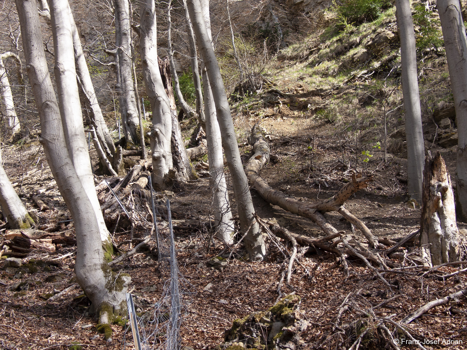 Naturwald-Hohenstein-6