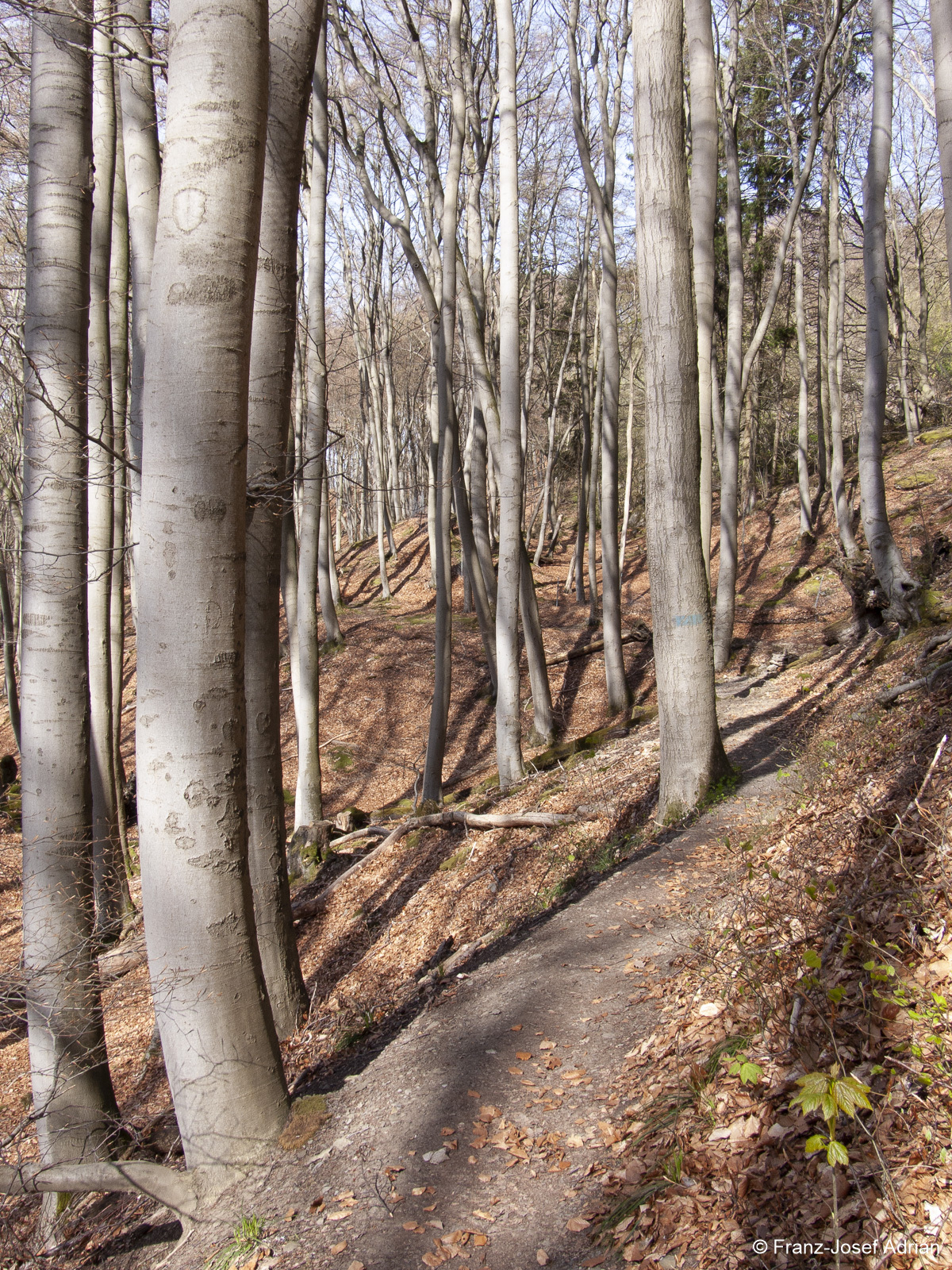 Naturwald-Hohenstein-8
