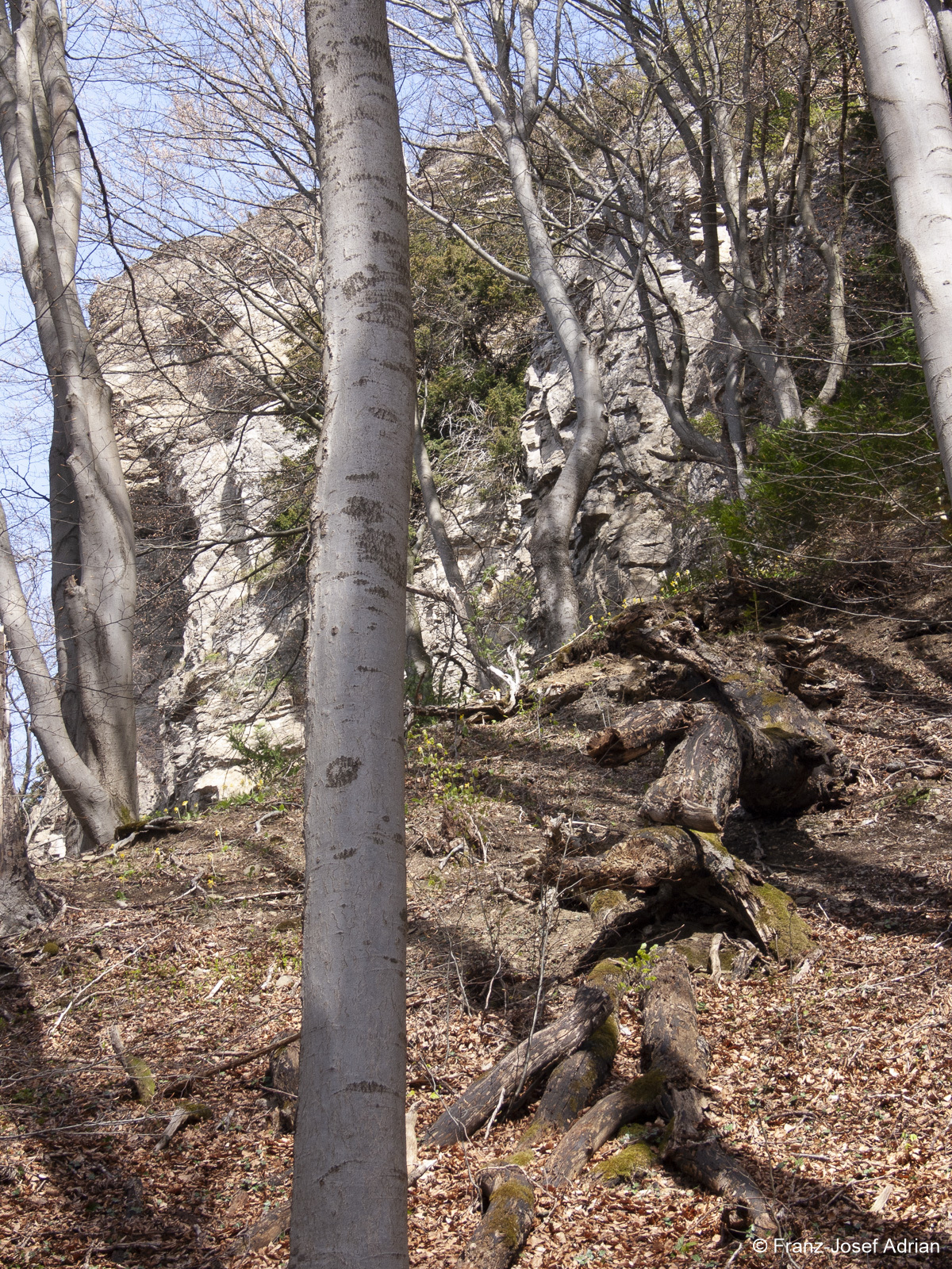 Naturwald-Hohenstein-9