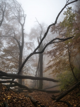 Wolfsschlucht_Nebel_01