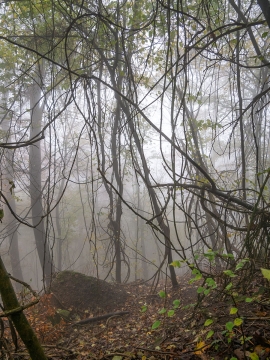 Wolfsschlucht_Nebel_05