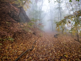 Wolfsschlucht_Nebel_07