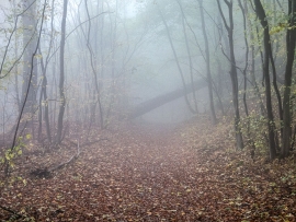 Wolfsschlucht_Nebel_08