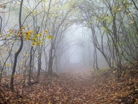 Wolfsschlucht_Nebel_09