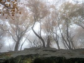 Wolfsschlucht_Nebel_10