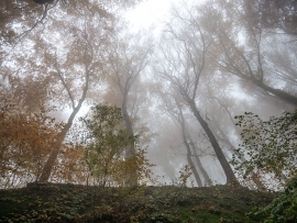 Wolfsschlucht_Nebel_11