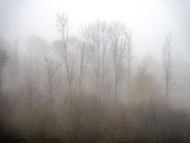 Wolfsschlucht_Nebel_12