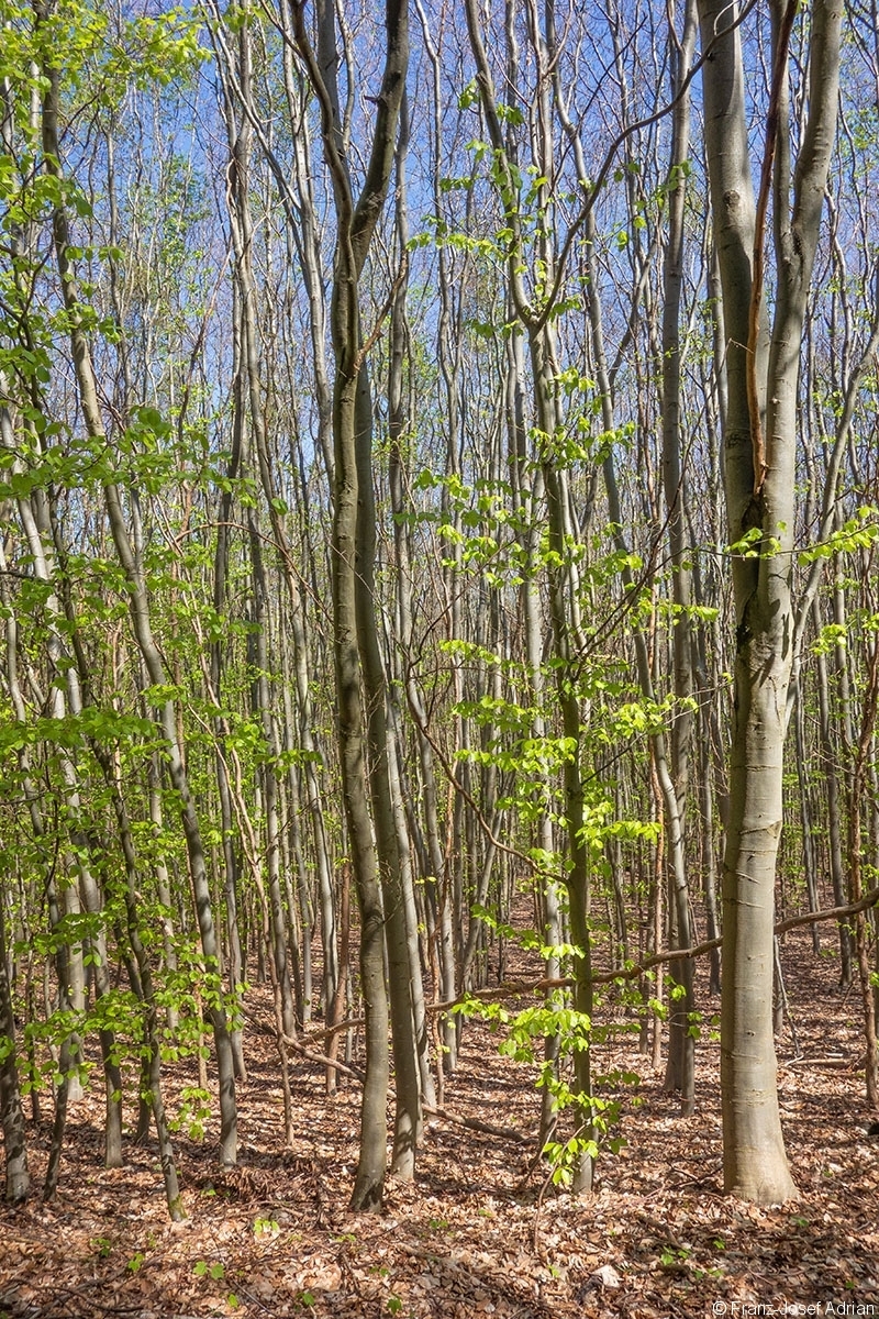 Netzbach_Jungwald_1