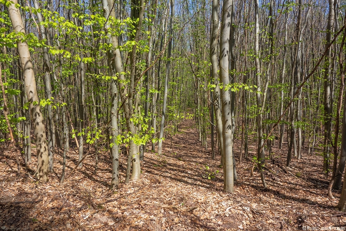 Netzbach_Jungwald_2