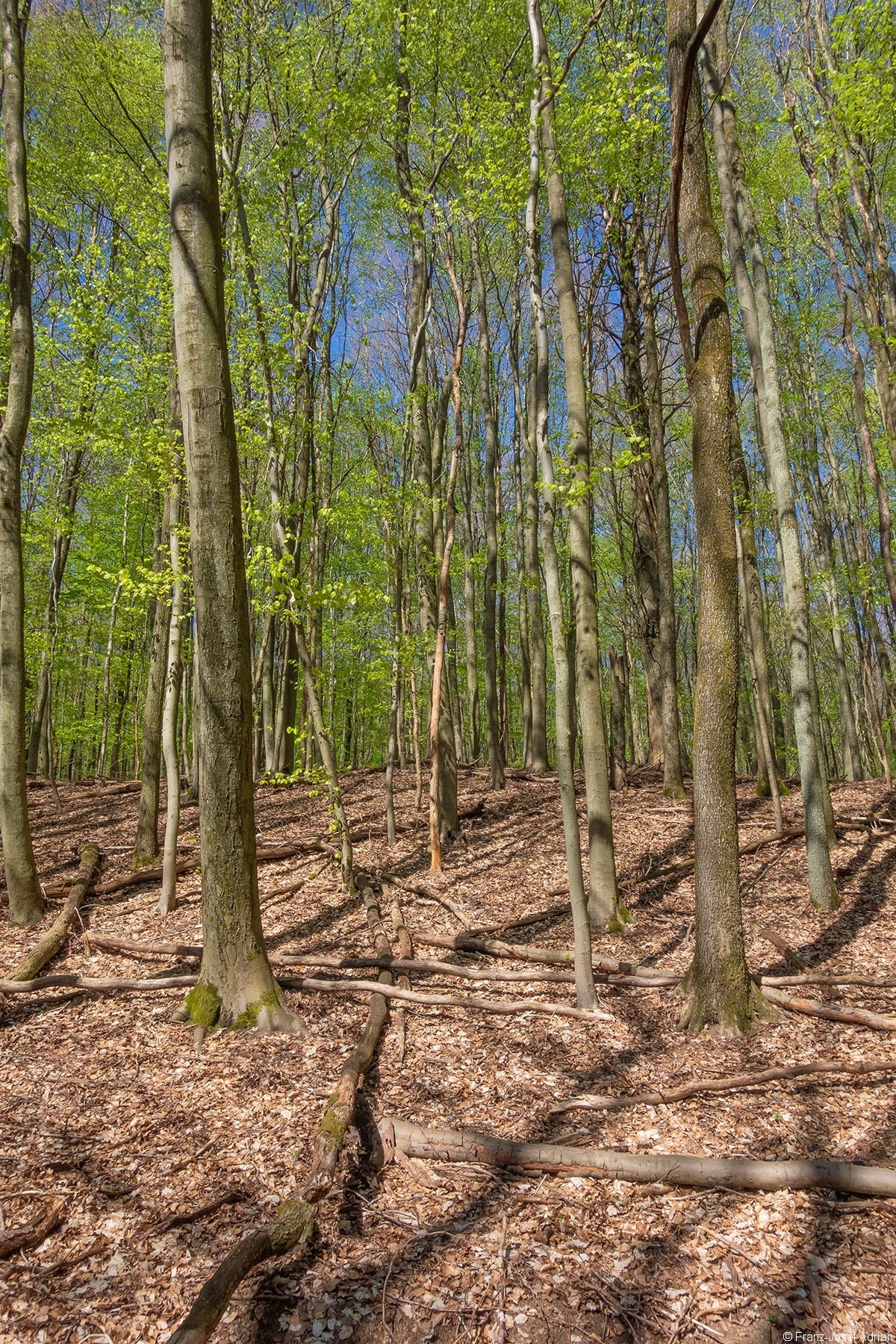 Netzbach_Jungwald_3
