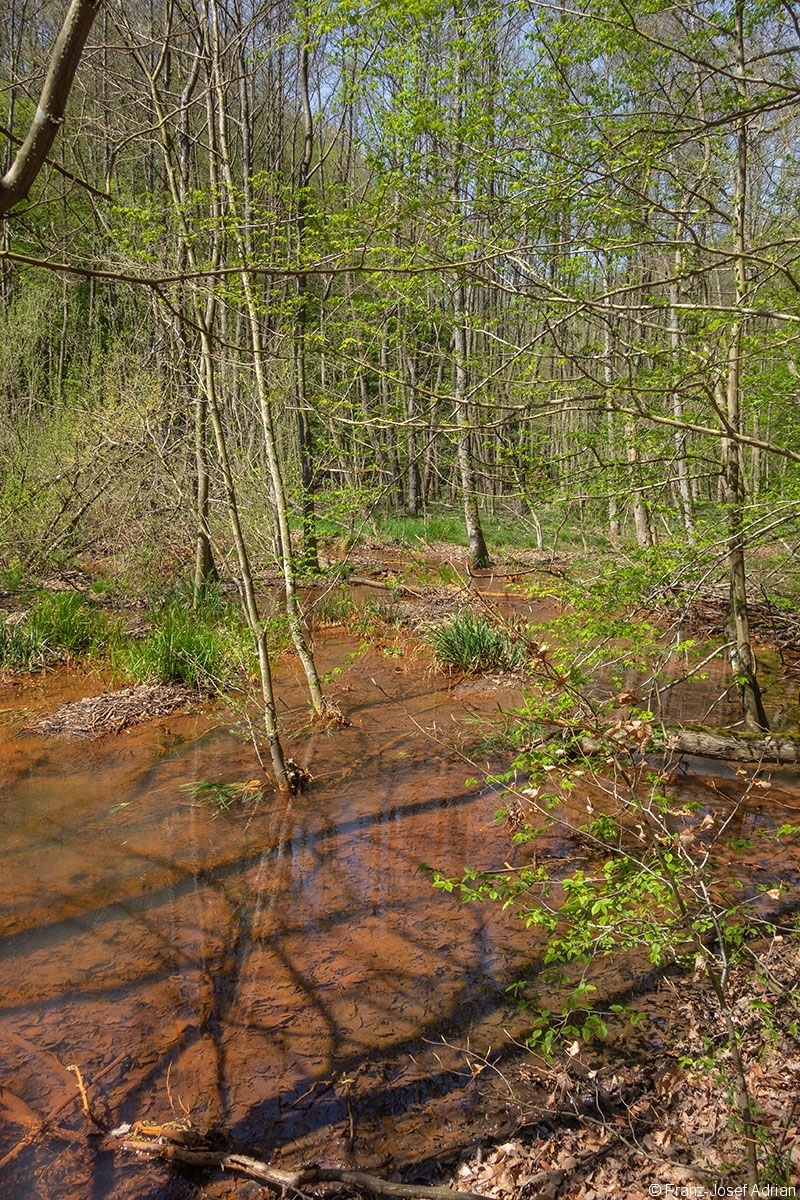 Netzbachaue