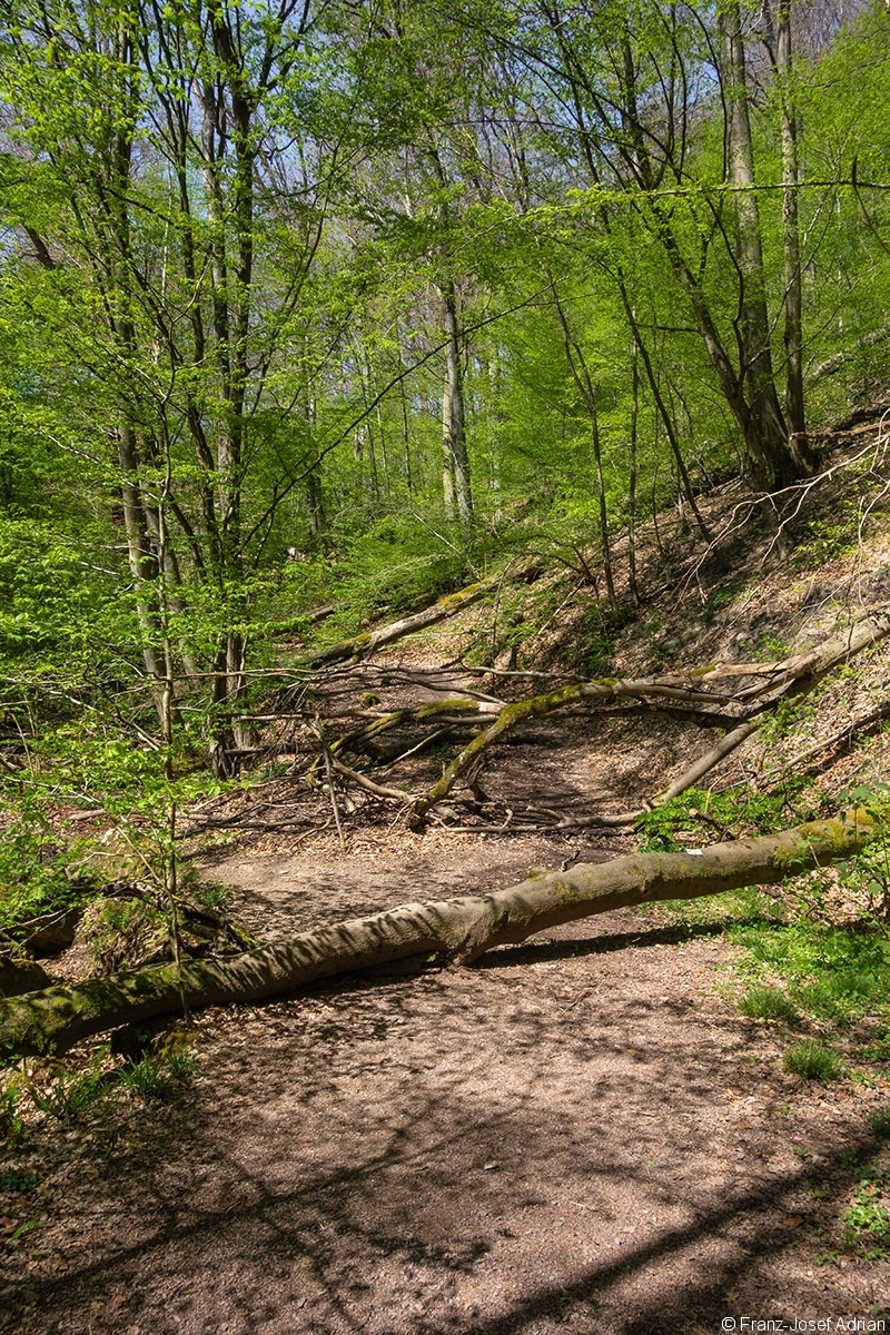 Netzbachtal_1
