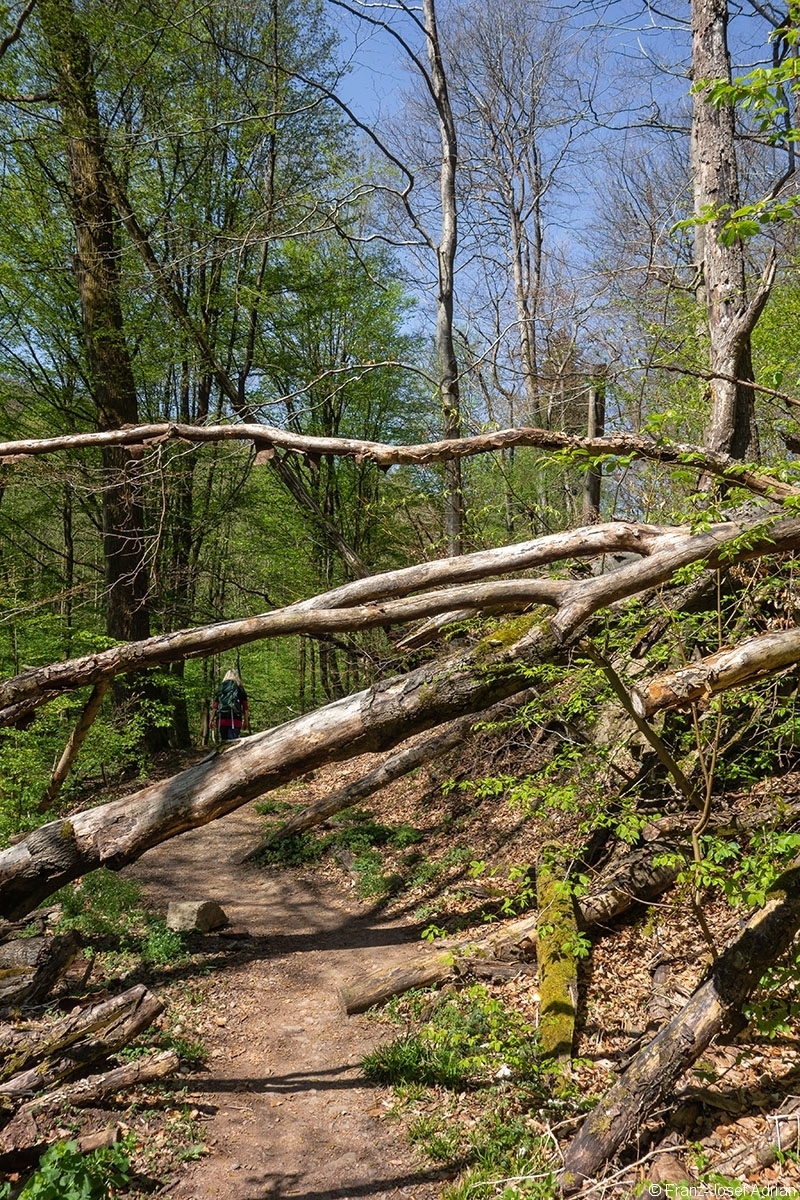 Netzbachtal_3