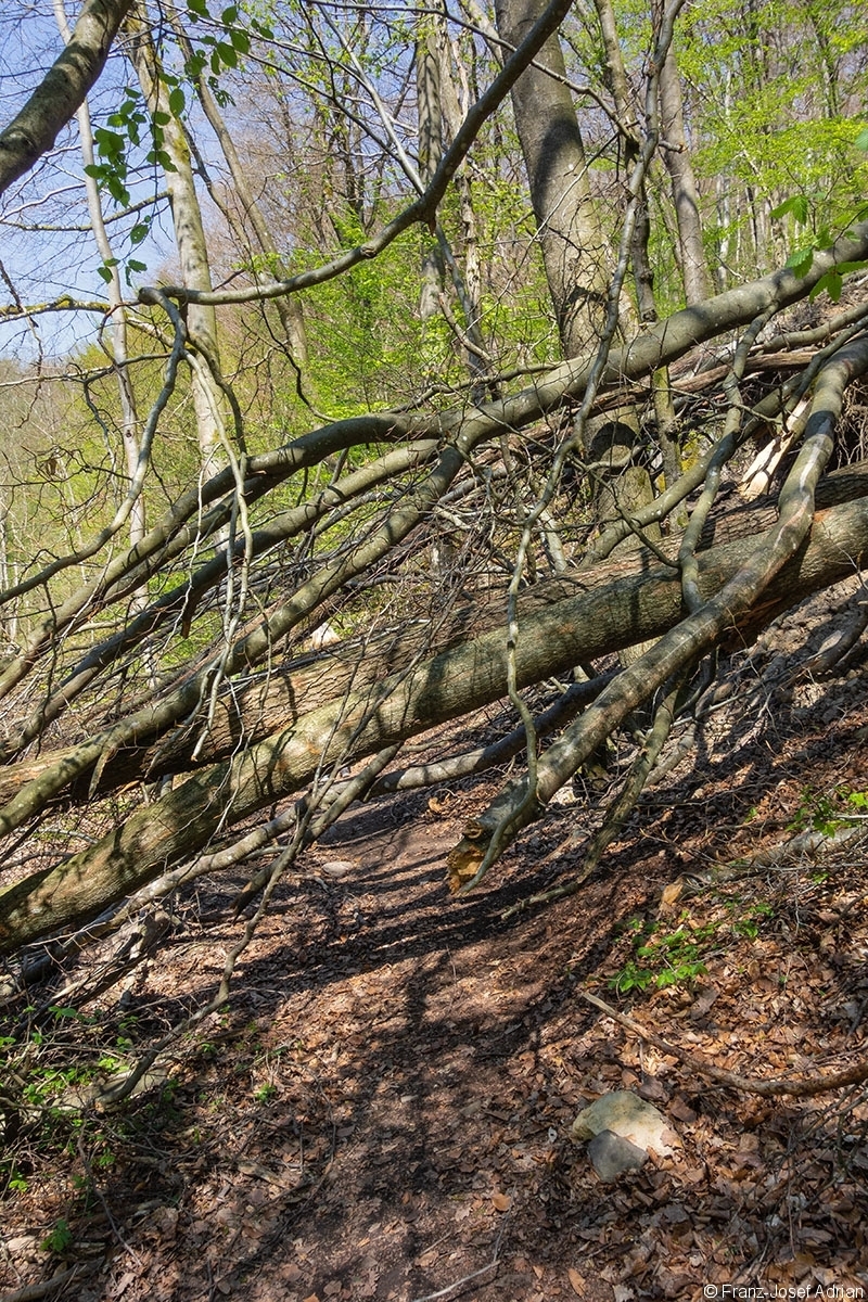 Netzbachtal_4